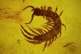 mm Fossil Centipede (Geophilomorpha) In Baltic Amber #123311-1